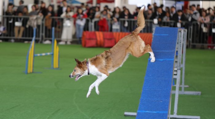 Perros al colegio: ¿cuándo enviar a tus caninos a clases de adiestramiento?