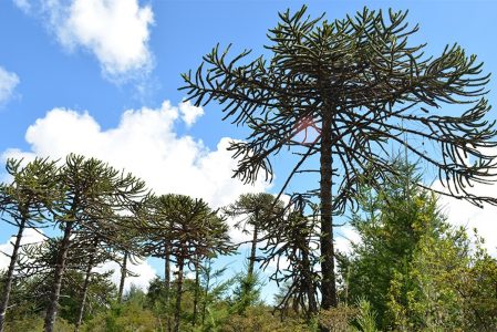 La cruzada de un investigador sureño por salvar las pocas araucarias que quedan en Chile