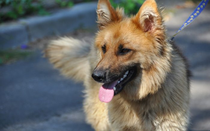 Ola de calor: Cómo cuidar a tus mascotas durante estos días