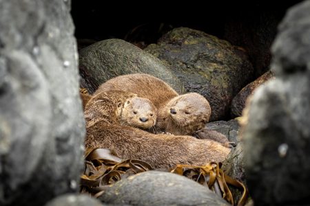 La nutria más pequeña del mundo: el chungungo será el próximo embajador del Día de la Fauna Chilena