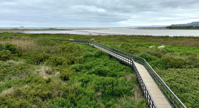 Humedal Río Maipo: un parque costero gratuito para apreciar la naturaleza y el avistamiento de aves