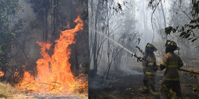 Incendio forestal en Quilpué consume 300 hectáreas: siguen los esfuerzos de control