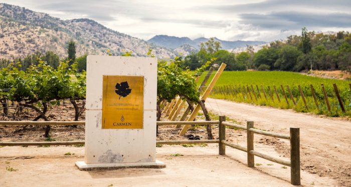 Chile celebra tres décadas del redescubrimiento que transformó la industria del vino a nivel mundial