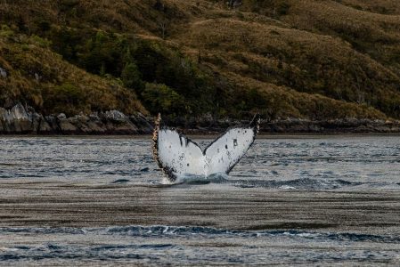 Greenpeace y comunidades se querellan contra responsables de la muerte de ballenas en Patagonia