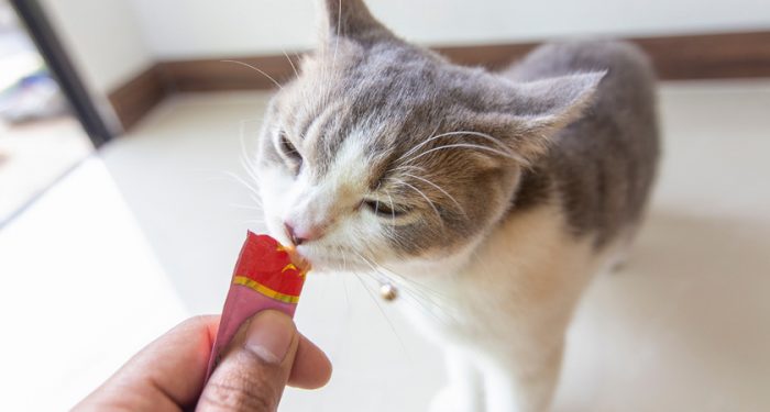 Churu para gatos: este es el producto más robado en el retail en Chile