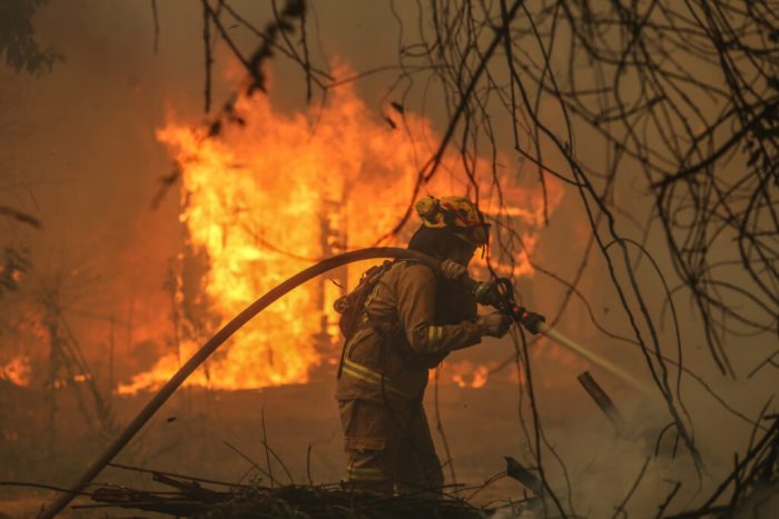 ¿Cómo arden las plantas de Chile?: investigadores exploran la química detrás de incendios forestales