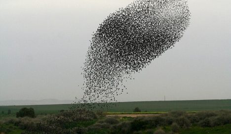 Sincronía: cuando la naturaleza sigue la coreografía perfecta