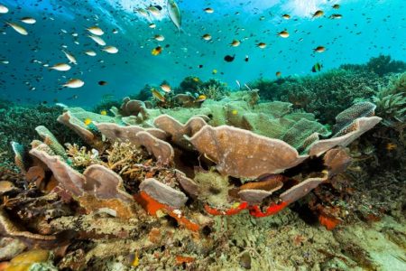 ¿Qué pasa con la diversidad marina tras un tsunami?