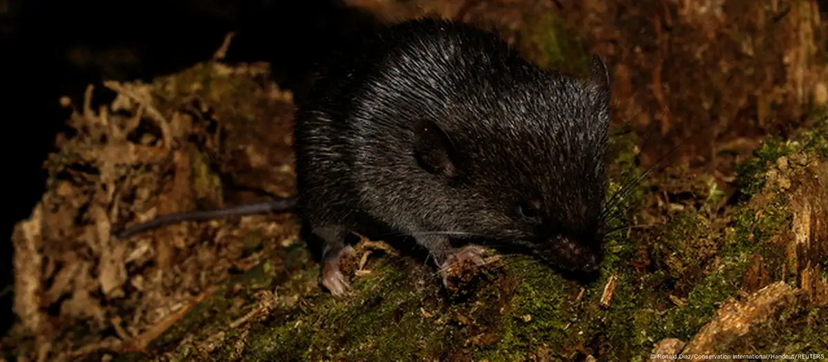 Peculiar ratón anfibio entre 27 especies halladas en Perú