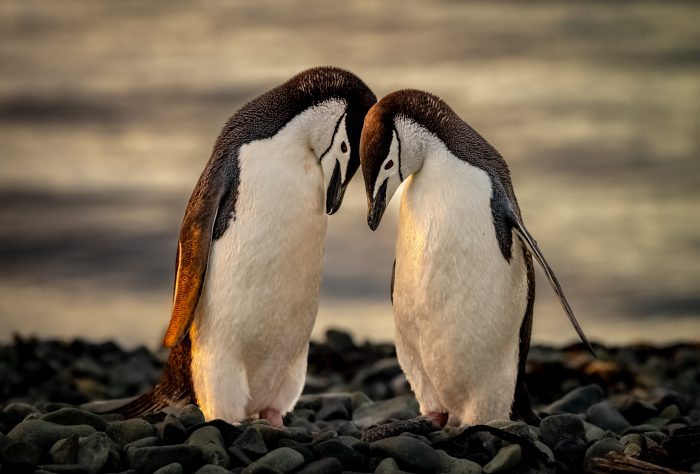 Concurso fotográfico Ojo de Pez dio a conocer a ganadores