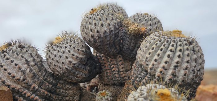 El millonario negocio detrás del tráfico de cactus del desierto chileno