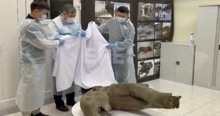 Universidad rusa presenta hallazgo de cría de mamut de 50.000 años de edad