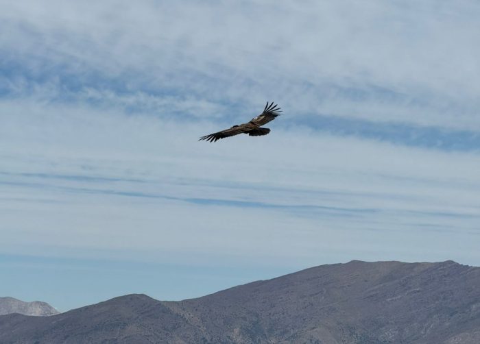 Tres cóndores fueron liberados en la Reserva Likandes en el Cajón del Maipo