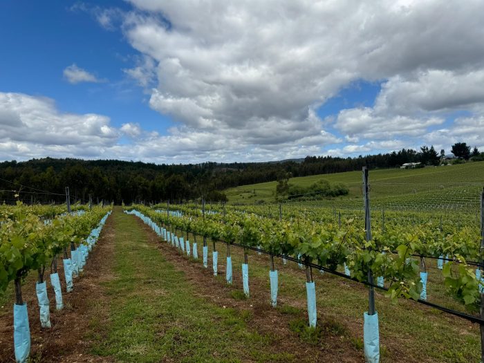 Comunidades mapuches se capacitan en producción vitícola para crear Pinot Noir de origen mapuche