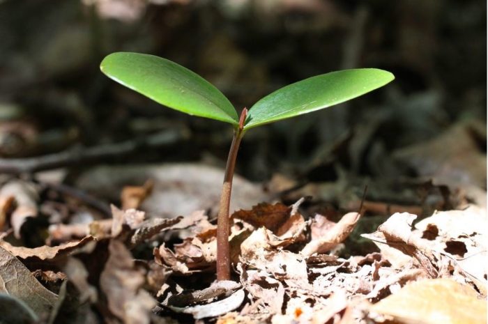 La descendencia de un misterioso árbol chileno