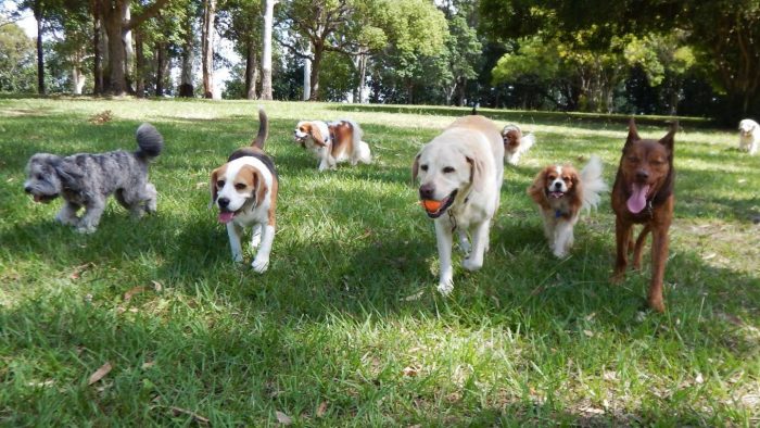 Consejos para elegir adecuadamente una guardería canina durante estas fiestas