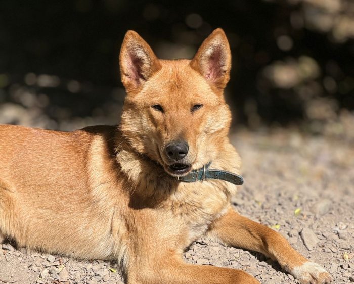 Gran Jornada de Adopción  busca que 120 perros y gatos encuentren un hogar a nivel nacional