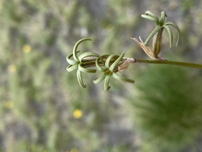 Un tesoro de la Patagonia redescubierto: Tristagma Ameghinoi vuelve a florecer después de 51 años