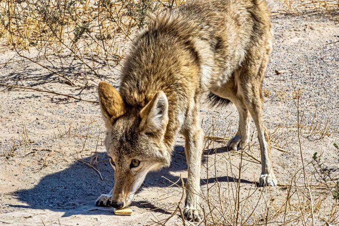 Buscan a coyote que atacó y dejó gravemente herida a una niña de 4 años en EE.UU