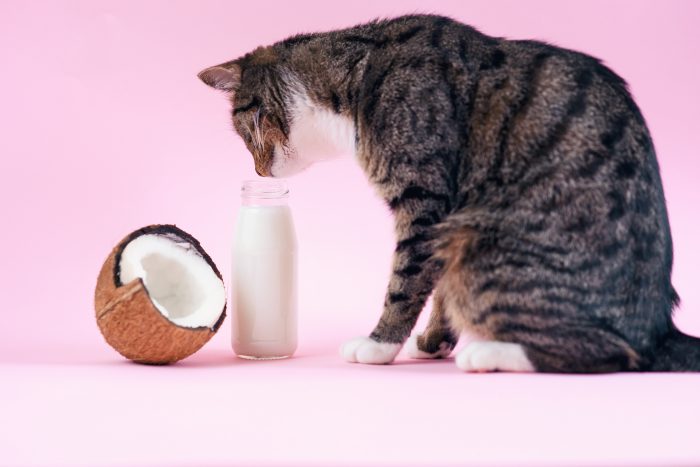 Aceite de coco: conoce los beneficios que este producto podría proporcionar a tus mascotas