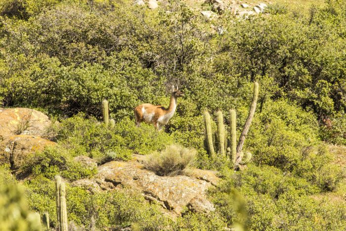 El guanaco: un jardinero natural para restaurar el amenazado bosque de Chile central