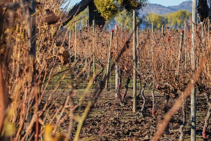 ¿Cómo afecta el cambio climático al vino chileno?