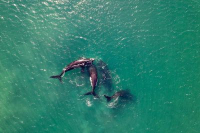 Documentan ataques de orcas a ballenas en aguas subantárticas