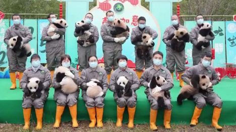 Cachorros de panda celebran el Año Nuevo chino en Sichuan: 25 fueron presentados