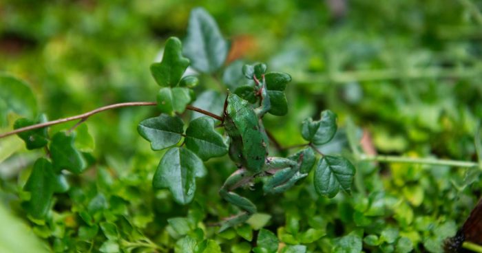 Ranita de Darwin: el pequeño anfibio que desafía la naturaleza y lucha por sobrevivir