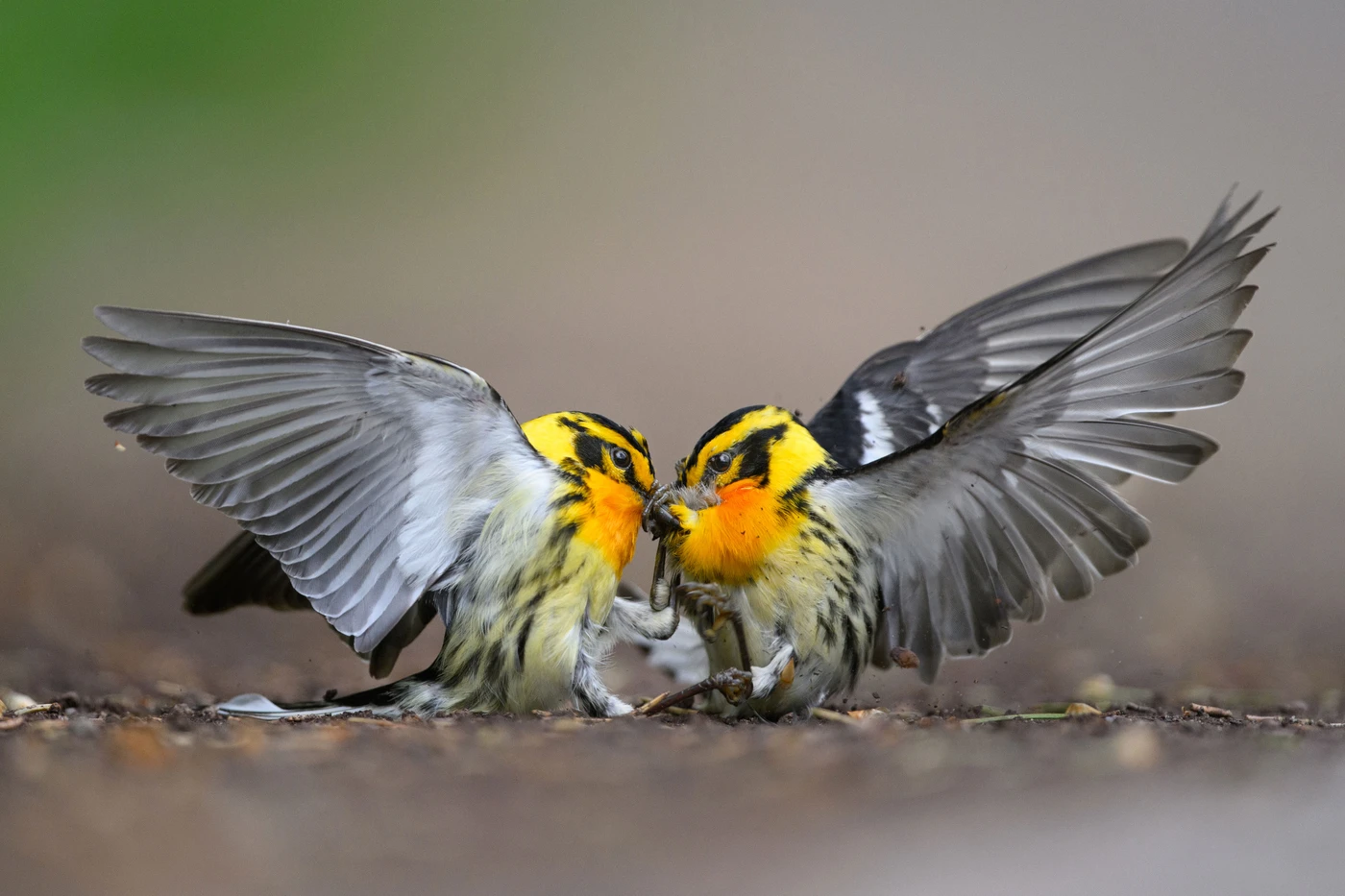 Premio de Fotografía de Audubon 2025