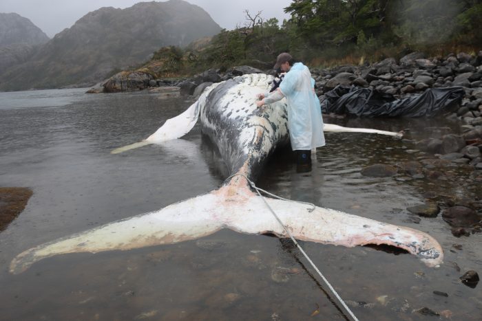 Chile tiene la tasa más alta del mundo de mortalidad de ballenas por colisiones con embarcaciones