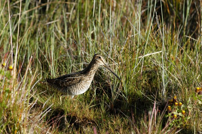 Centro Internacional Cabo de Hornos 25 años de ciencia tras las aves más australes del planeta