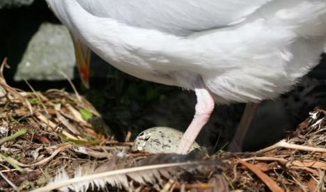 Los embriones de las aves escuchan las conversaciones de sus padres desde el huevo