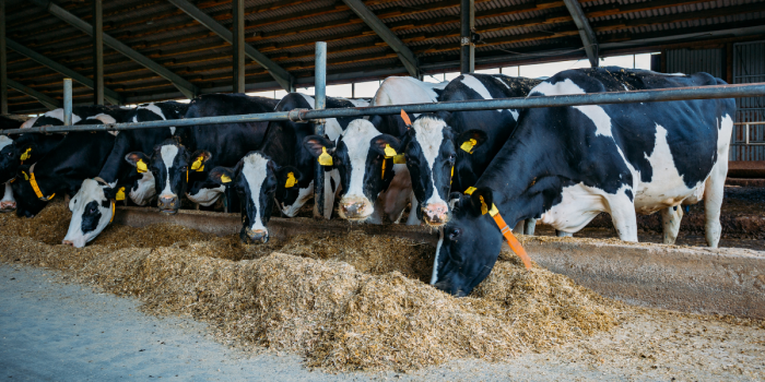 Aditivos y biotecnología vegetal: Estrategias para reducir el impacto y emisiones de la ganadería