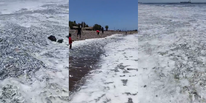 Varamiento de peces genera alarma en el balneario de la Puntilla, Antofagasta