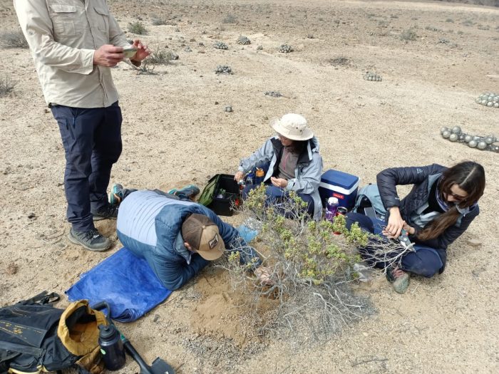 Relación entre hongos y arbustos bajo tierra: una simbiosis que permite la vida en el desierto