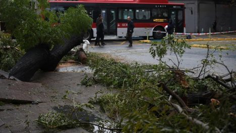 Municipalidad de Estación Central deberá indemnizar a mujer con más de $2 millones por caída de rama