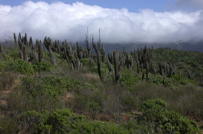 Conaf cierra este fin de semana parques nacionales entre las regiones de Coquimbo y La Araucanía