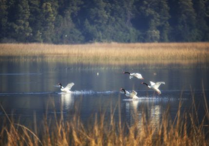 Humedales y Vivienda: La necesidad de una planificación con base en evidencia