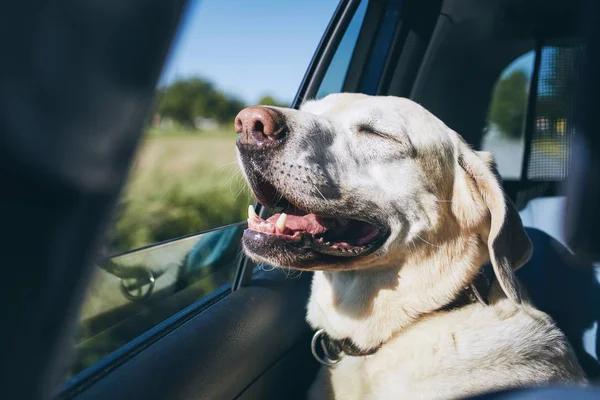 ¿Planeas un viaje con tu mascota? Conoce cinco consejos imprescindibles para recorrer Chile juntos