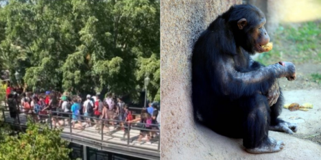 Evacúan zoológico del Parque Metropolitano por mono en fuga