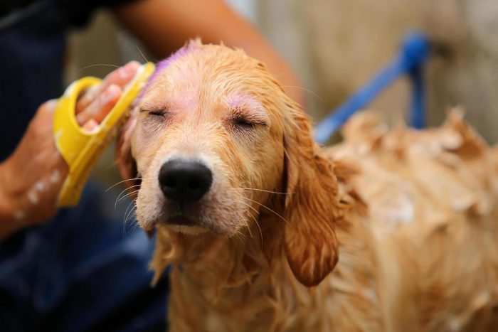 Ola de calor: ¿Con qué frecuencia debemos bañar a nuestros perros sin afectar su salud?