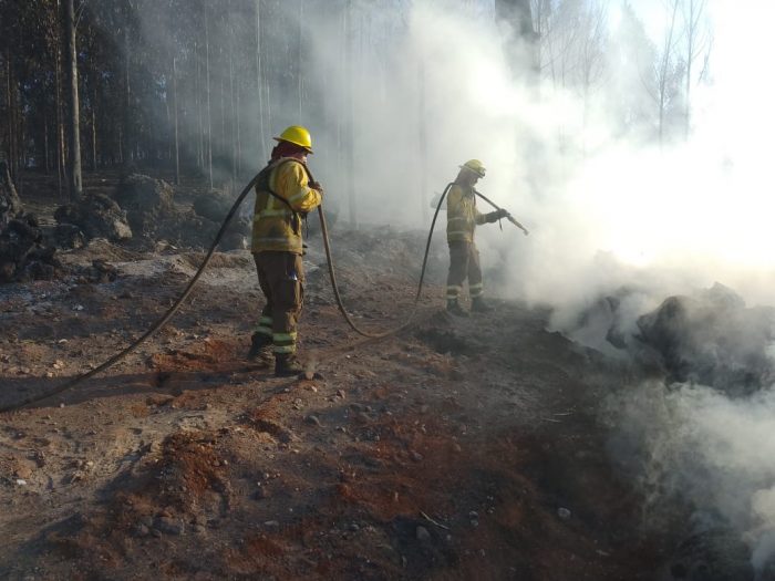 Incendios forestales aumentan 21% en relación a 2024: WWF hace un llamado reforzar la prevención