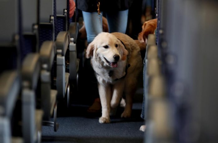 ¿Viajas con tu mascotas fuera del país?: Conoce todos los trámites que debes realizar antes de salir