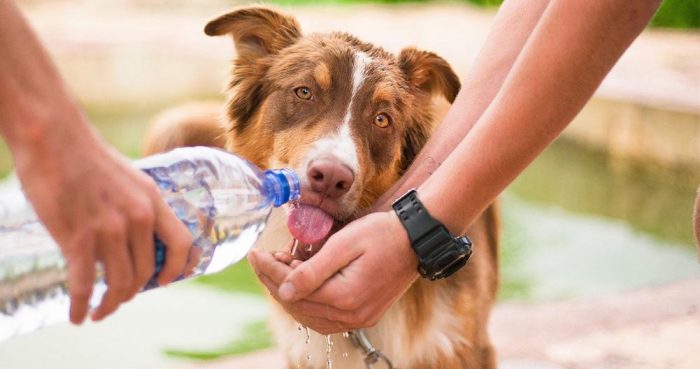 Nueva ola de calor en la RM: 5 señales de que tu mascota esta sufriendo un golpe de calor