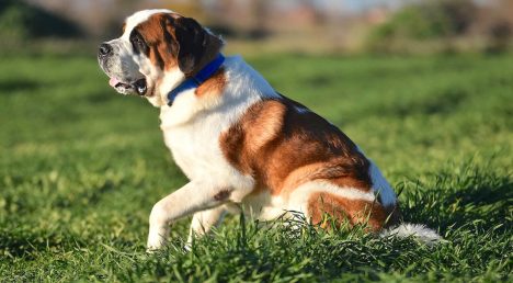 Las razas de perros que más sufren con el verano