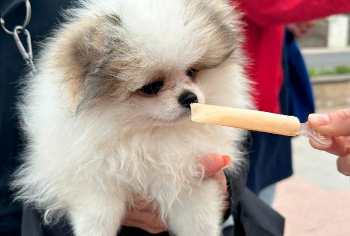 Refresca a tu mascota este verano: degustación gratuita de “Langüelado” en Reñaca