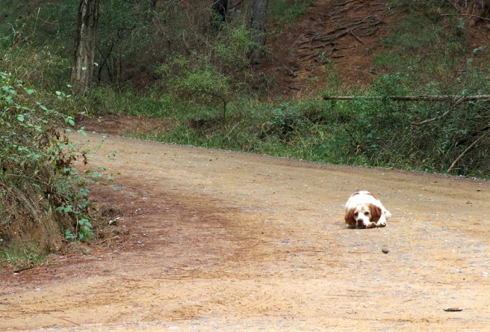 Que las vacaciones no sean sinónimo de abandono animal