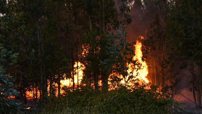 Incendio forestal de Argentina cruza a Chile y autoridades despliegan operativo de emergencia