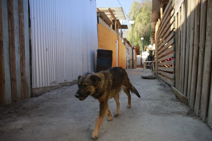 Estudio Techo: 40% de campamentos están ubicados en terrenos donde es posible construir viviendas